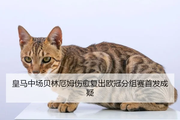 皇马中场贝林厄姆伤愈复出欧冠分组赛首发成疑